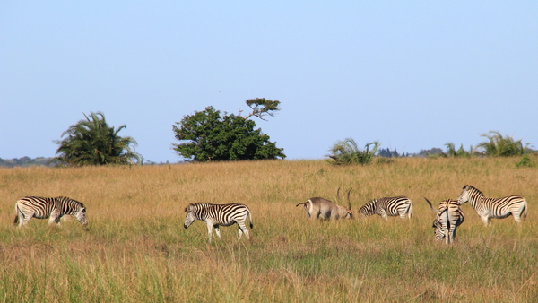 ZEBRA'S EN WATERBOKKEN (2)
