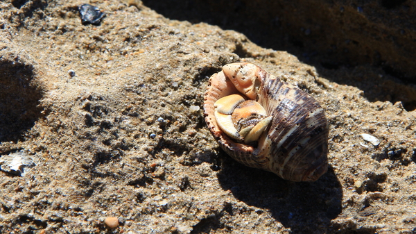 EEN KRAB HEEFT ZICH IN EEN GROTE SCHELP TERUGGETROKKEN