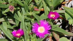 MOOIE BLOEMEN AAN DE VETPLANTEN