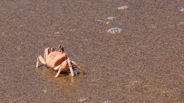 MOOIE KRAB MET HAAR OPSTAANDE OOGJES