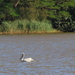 EEN PELIKAAN IN DE WETLANDS IN ST LUCIA