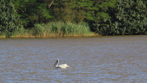 EEN PELIKAAN IN DE WETLANDS IN ST LUCIA