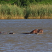 DE NIJLPAARDEN IN DE WETLANDS