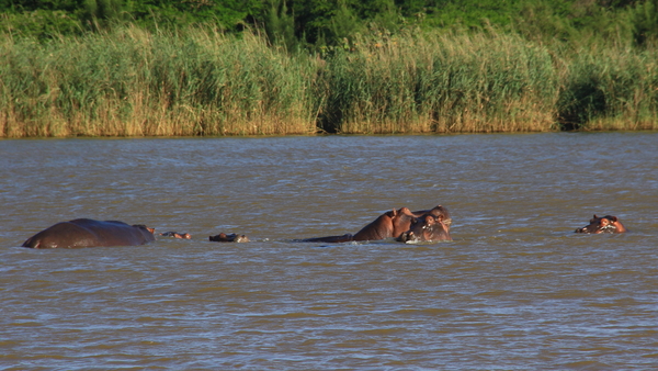 DE NIJLPAARDEN IN DE WETLANDS