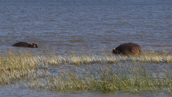 ZE FOURAGEREN DOOR HET ONDIEPE WATER