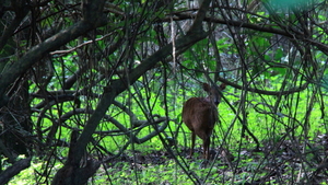 EEN RODE DUIKER ONDER HET DICHTE STRUIKGEWAS