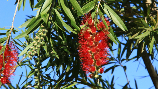 BOTTLEBRUSH NABIJ DE HOWICK WATERVAL