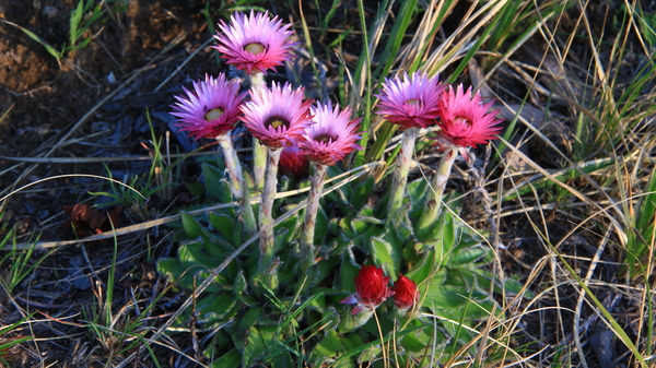 MAAR OOK DE BLOEMEN ZIJN MOOI