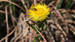 HET LIJKT WEL EEN GEDROOGDE BLOEM