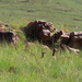 OOK EEN KOPPELTJE AFRIKAANSE FAZANTEN DOOR HET HOGE GRAS