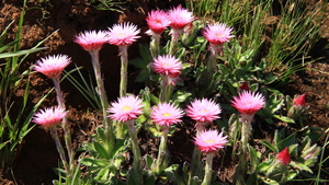 MAAR OOK DE LENTEBLOEMEN ZIJN MOOI (1)