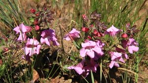 MAAR OOK DE LENTEBLOEMEN ZIJN MOOI (4)