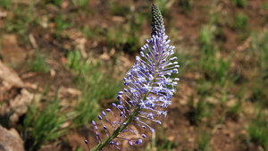 MAAR OOK DE LENTEBLOEMEN ZIJN MOOI (7)