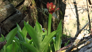 MAAR OOK MOOIE BLOEMEN