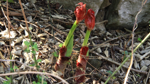 BLOEMKNOPPEN