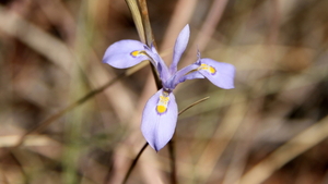 WILDE IRIS