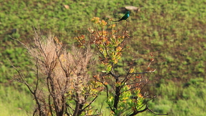 EEN PRACHTIGE SUNBIRD (1)