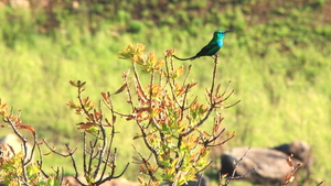 EEN PRACHTIGE SUNBIRD (2)