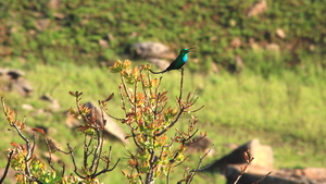 EEN PRACHTIGE SUNBIRD (3)