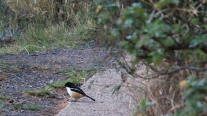 EEN VOGEL ZOEKT NOG WAT EETBAARS