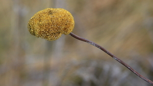 GEDROOGDE BLOEMKNOP