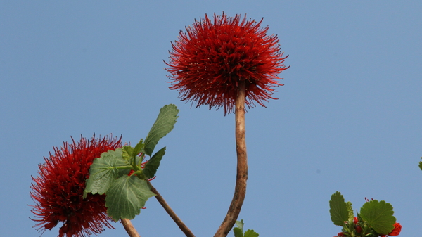 EN WEER MOOIE BLOEMEN (1)