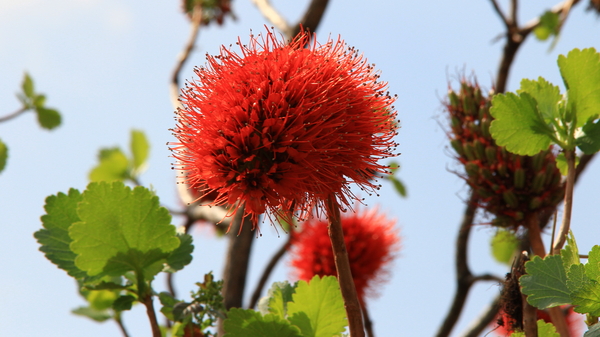 EN WEER MOOIE BLOEMEN (2)