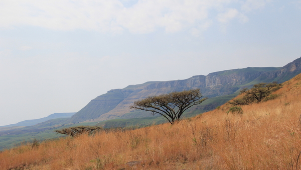 ACACIA BOMEN LIJKEN OP PARASOLS