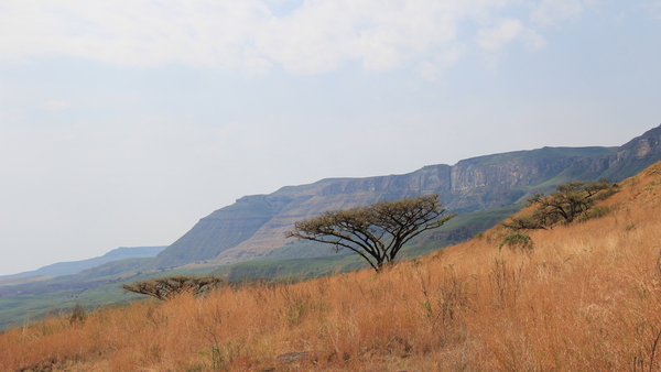 ACACIA BOMEN LIJKEN OP PARASOLS