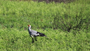 EEN SECRETARISVOGEL RENT ONS VOORBIJ (2)