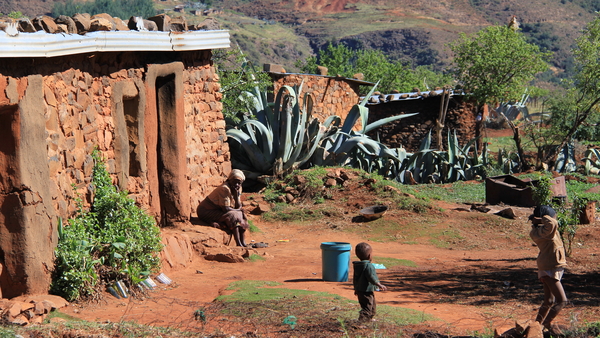 TUSSEN DE WONINGEN OVERAL HOGE AGAVES