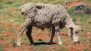 SCHAAP IS HEEL MOTTIG GESCHOREN