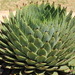 AGAVE