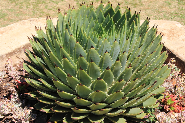AGAVE
