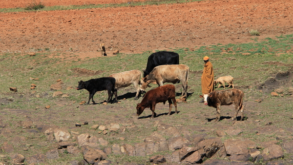 HERDER MET ZIJN KOEIEN (1)