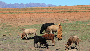 HERDER MET ZIJN KOEIEN (2)