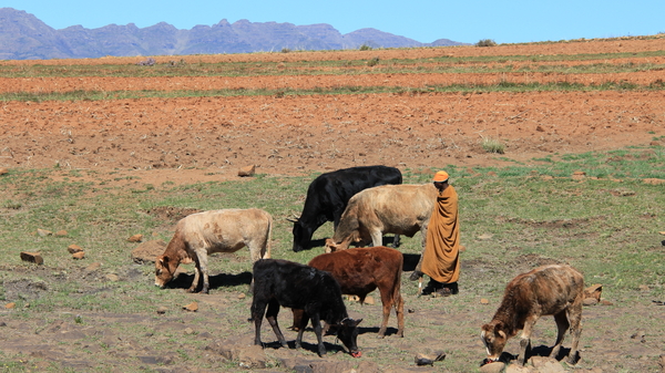 HERDER MET ZIJN KOEIEN (2)