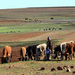 WEER WAT HERDERS MET HUN RUNDEREN