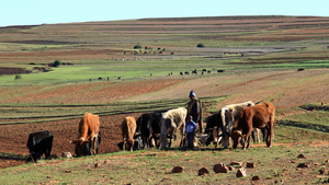 WEER WAT HERDERS MET HUN RUNDEREN