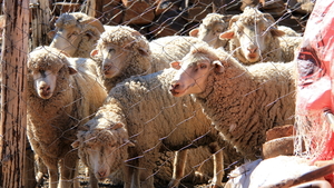 EEN KRAAL MET SCHAPEN