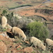 OOK DE SCHAPEN LOPEN LANGS DE STEILE BERGWAND