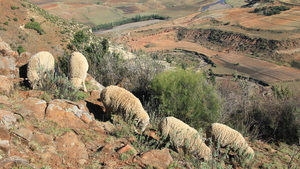 OOK DE SCHAPEN LOPEN LANGS DE STEILE BERGWAND