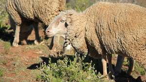 MOOIE BEL HEEFT DIT SCHAAP AANHANGEN