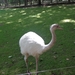 Ook dieren in het park...
