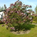 mangnola 001