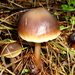 Roodbruine Botercollybia