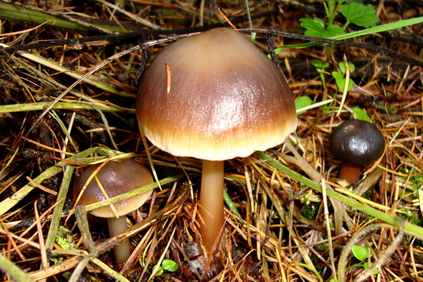 Roodbruine Botercollybia