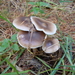 Gewone Botercollybia