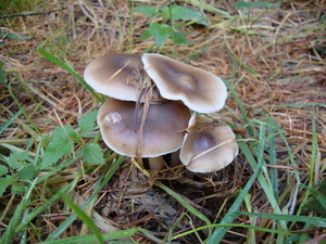 Gewone Botercollybia