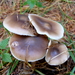 Gewone Botercollybia